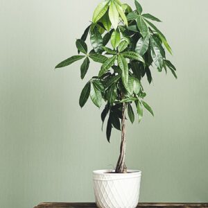 pachira aquatica money tree