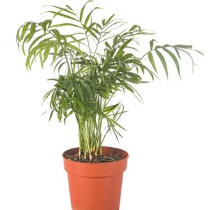palmier areca