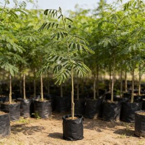 pepiniere de albizia lebbeck