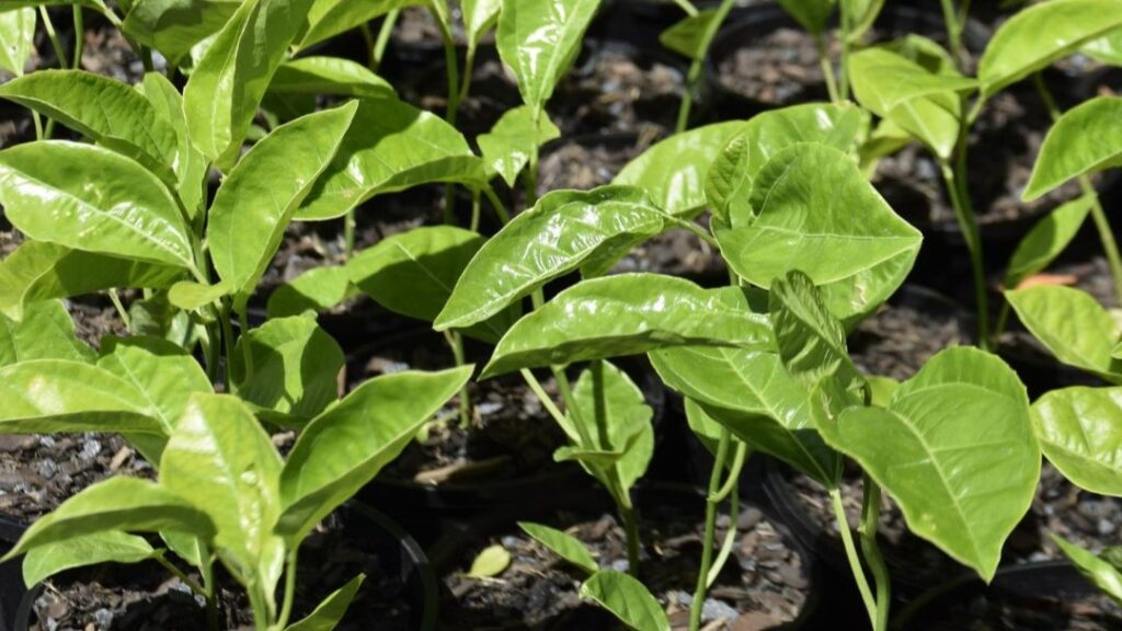 pepiniere de fruit de la passion en cote divoire