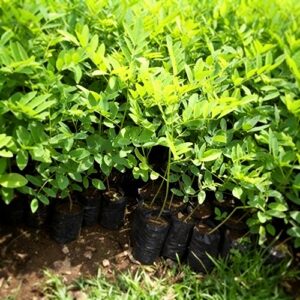 pepiniere de gliricidia sepium