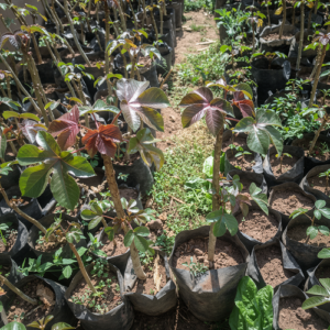 pepiniere de jatropha rouge