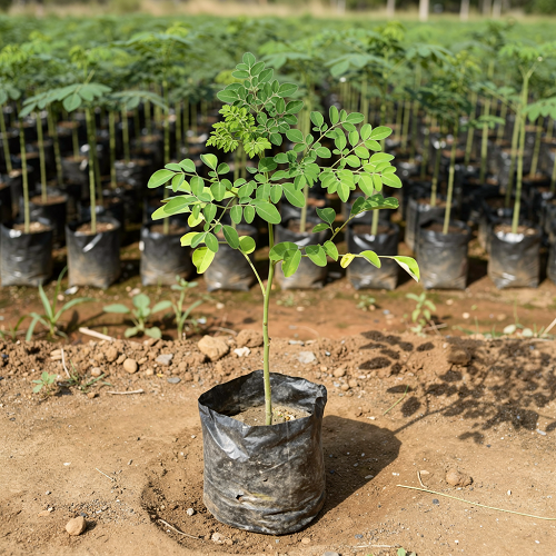 pepiniere de moringa