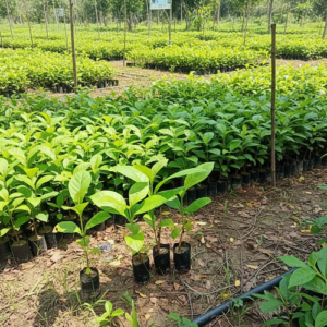 Pepiniere de pepiniere de teck