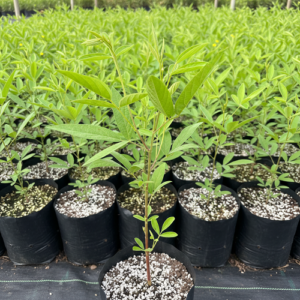 pepiniere de pois d'angole