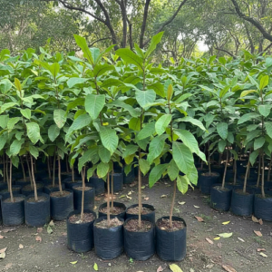 pepiniere de terminalia catappa