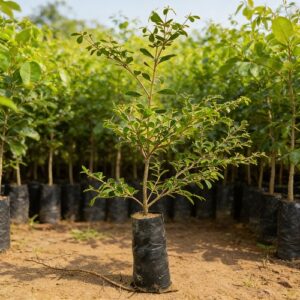 plants de terminalia mantaly