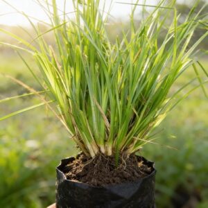 pepiniere de vetiver