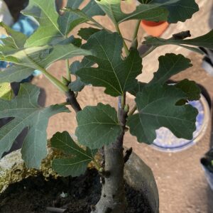 Pepiniere de figuier