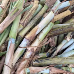 bouture de maralfalfa