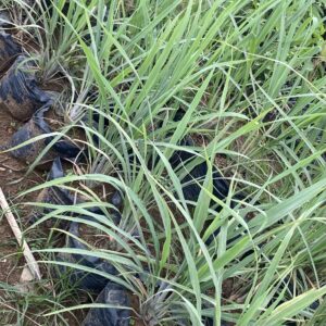 Pepinieres de citronnelle