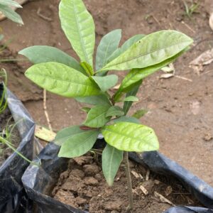 Pepiniere de fruit miracle