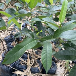 Pepinieres de jacquier