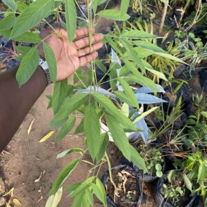 Pepiniere de pois d'angole