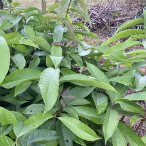 Pépinières de pomme d’eau