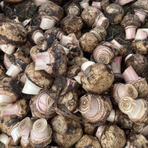 Rejets de bananes décortiqués