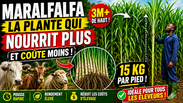 Maralfalfa une plante prometteuse