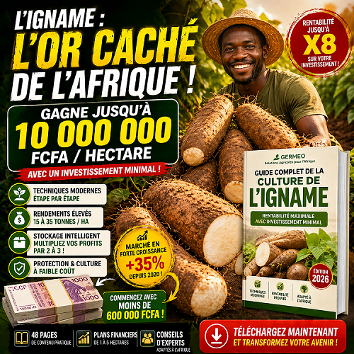 igname