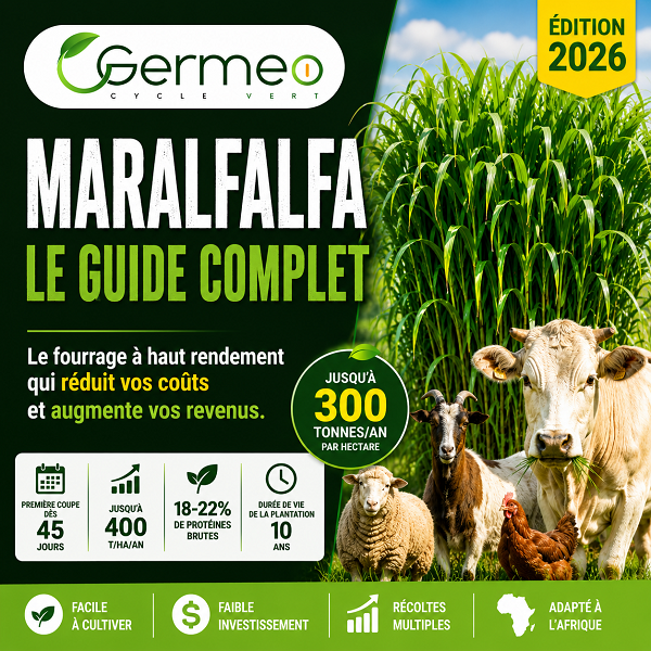 maralfalfa germeo
