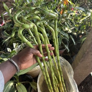 Bambou de Chance Spiralé (Lucky Bamboo) — Pépinière Germeo