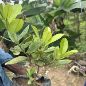 Plants de Girofle (Clou de Girofle) — Pépinière Germeo